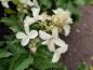 Preview: Hydrangea paniculata Kyushu