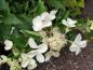 Preview: Hydrangea paniculata Kyushu