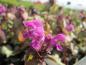 Preview: Rosa Blüte der Gefleckten Taubnessel Beacon Silver