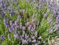 Preview: Aromatisch duftende, lila Blüten des Lavendels