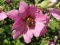 Preview: Insektenfreundliche Lavatera rosea