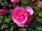 Preview: Hübsche gefüllte Blüte der Rose Leonardo da Vinci
