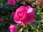 Preview: Gefüllte, pinke Blüte der Rose Leonardo da Vinci.