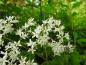 Preview: Ligustrum sinense mit weißen Blüten