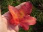 Preview: Amberbaum Rotundiloba mit gelb-roter Herbstfärbung