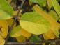 Preview: Gelbe Herbstfärbung von Lonicera morrowii