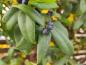 Preview: Immergrünes Geißblatt mit blauen Früchten