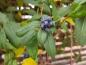 Preview: Blaue Früchte des Immergrünen Geißblatts