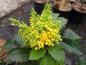 Preview: Mahonia aquifolium Apollo, Mahonia Apollo