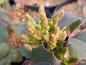 Preview: Mahonia aquifolium Apollo