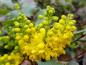 Preview: Leuchtende Blüten der Mahonia aquifolium Apollo