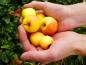 Preview: Malus communis, Malus sylvestris, vildapel, vildäppel