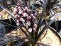 Preview: Schwarzer Schlangenbart - blühende Pflanze im Juli