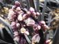 Preview: Zartviolette Blüten des Schwarzen Schlangenbarts