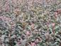 Preview: Rote Glanzmispel Dicker Toni - buschig und kompakt wachsende Heckenpflanze