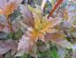 Preview: Physocarpus opulifolius Summer Wine