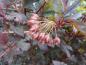 Preview: Physocarpus opulifolius Summer Wine