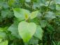 Preview: Balsampappel - Blätter