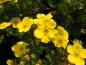 Preview: Große, gelbe Blüten des Fünffingerstrauchs Sommerflor