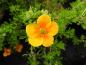 Preview: Ölandstok Hopley's Orange, Potentilla fruticosa Hopley's Orange, orange ölandstok