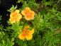 Preview: Ölandstok Hopley's Orange, Potentilla fruticosa Hopley's Orange, orange ölandstok