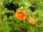 Preview: Ölandstok Hopley's Orange, Potentilla fruticosa Hopley's Orange, orange ölandstok