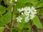 Preview: Weiße Blüten der Amurkirsche Amber Beauty