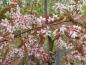 Preview: Prunus padus Colorata, Prunus padus Coloratus, blodhägg