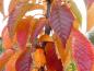 Preview: Prunus schmittii - auch im Herbst sehenswert Preview: Prunus schmittii - auch im Herbst sehenswert