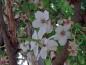 Preview: Große weiße Blüten der Japanischen Zierkirsche Umineko
