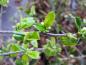 Preview: Junges Laub der Pseudocydonia sinensis