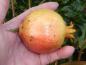 Preview: Punica granatum Maxima Rubra