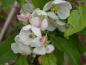 Preview: Weiß-rosa Blüten der Pyrocydonia daniellii