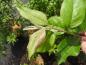 Preview: Kvittenpäron, Pyronia veitchii, chimärkvitten