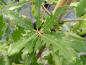 Preview: Hybridkorkek Diversifolia, Quercus hispanica Diversifolia, Spanska ek Diversifolia