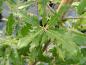 Preview: Hybridkorkek Diversifolia, Quercus hispanica Diversifolia, Spanska ek Diversifolia