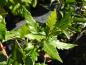 Preview: Spanische Eiche Bloemendale - glänzende, gezähnte Blätter