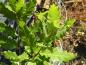 Preview: Gezähnte Blätter der Spanischen Eiche Bloemendale