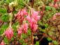 Preview: Blutjohannisbeere King Edward VII - rosa Blütentrauben