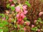 Preview: Erste Blüten der Blutjohannisbeere King Edward VII im März