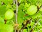 Preview: Ribes uva-crispa Gelbe Steigra