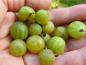 Preview: Aromatische Früchte der Gelben Stachelbeere Hinnonmäki Gelb