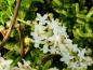 Preview: Weiße Blutjohannisbeere White Icicle - weiße Blüten