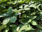 Preview: Kastanjerodgersia, Rodgersia aesculifolia