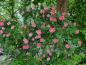 Preview: Rosarote Blüten der Hundsrose Kiese