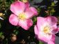 Preview: Blüte von Rosa gallica