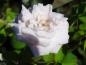 Preview: Blüte der Rosa x polliniana Affabilis