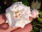 Preview: Rosa x polliniana Affabilis in Blüte