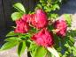 Preview: Rosarote, gefüllte Blüten der Strauchrose Great Pink