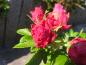 Preview: Die Strauchrose Great Pink blüht im Juni.